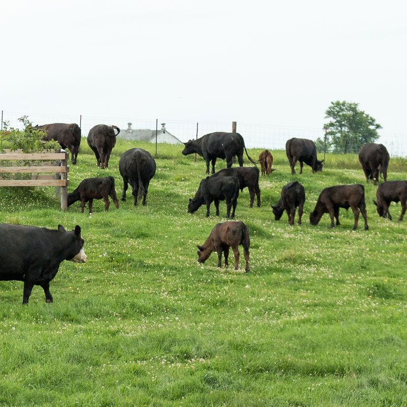 Cows in a pasture