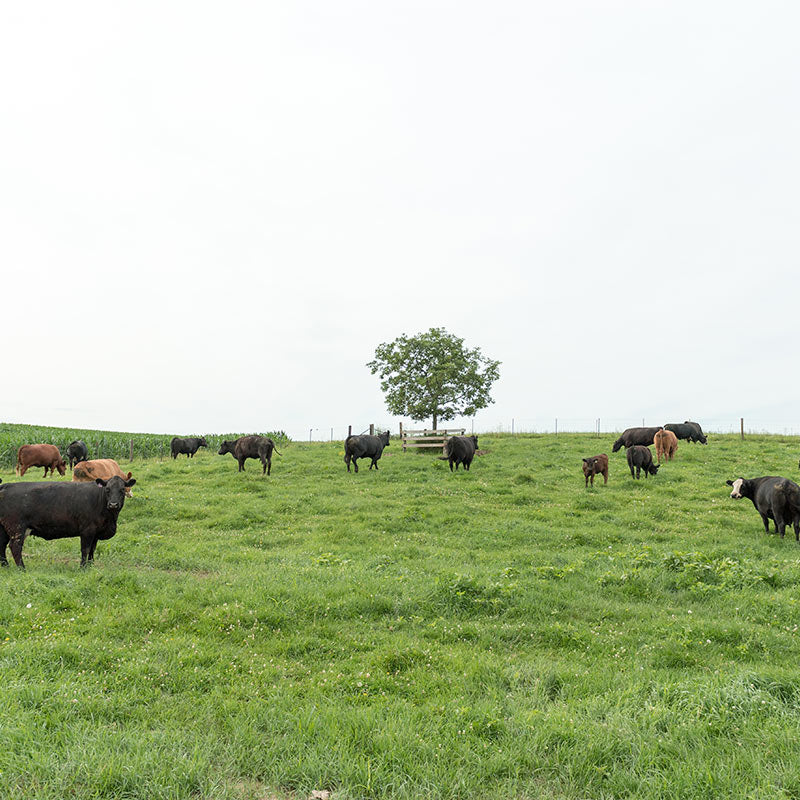 Organic Prairie Farm with cows grazing in a pasture.